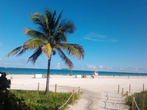 Palm Tree on South Beach Miami