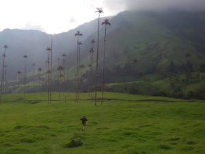 Hike under Salento's Wax Palms in Colombia.