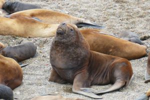 Patagonian Sea Lion on the Valdes Peninsula close to Puerto Madryn