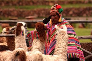 Man with Llamas in Peru