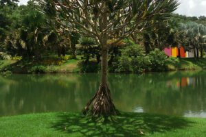 Spotting Hélio Oiticicia's Invenção da cor, Penetrável Magic Square # 5, De Luxe across one of various ponds at INHOTIM Botanic Garden and Gallery.