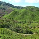 Tea Plantation in the Cameron HIghlands