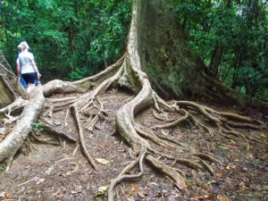 Huge Tree at the Taman Negara