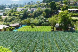 Teaplantation in Nuwara Eliya in Sri Lanka